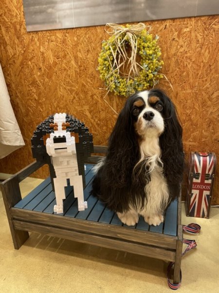 画像3: JEKCAブロック【キャバリアMサイズ】 (3)