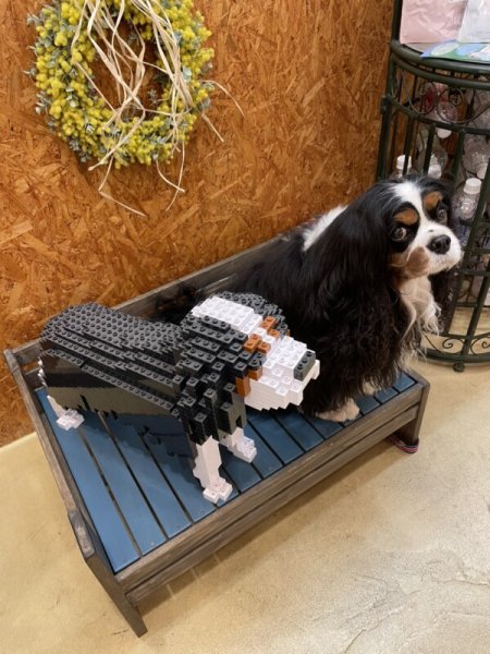 画像10: JEKCAブロック【キャバリアMサイズ】 (10)