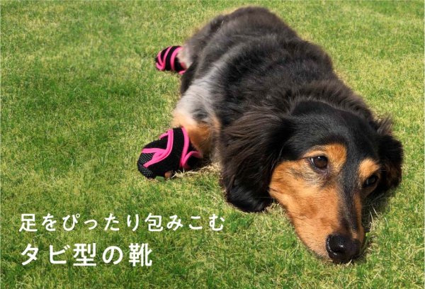 画像1: いぬたび (1)