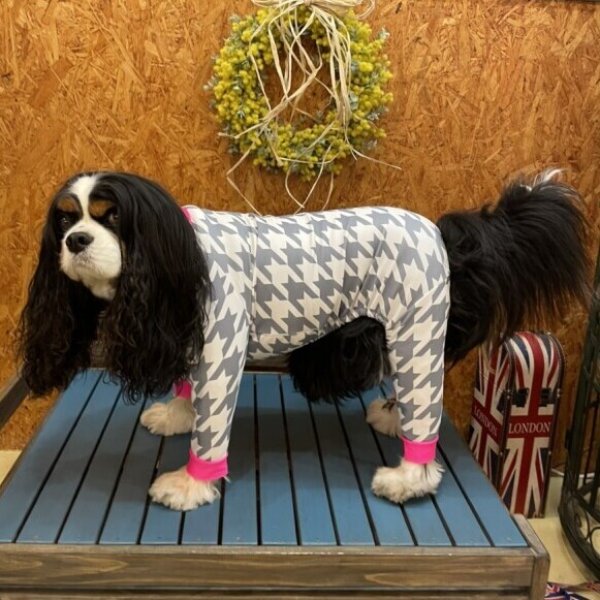 画像3:  【50％OFF】 【キャバスーツ LIMITED】スムースchidori：ネオンピンク (3)