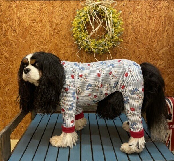 画像7: 【キャバスーツ LIMITED】エレガント (7)