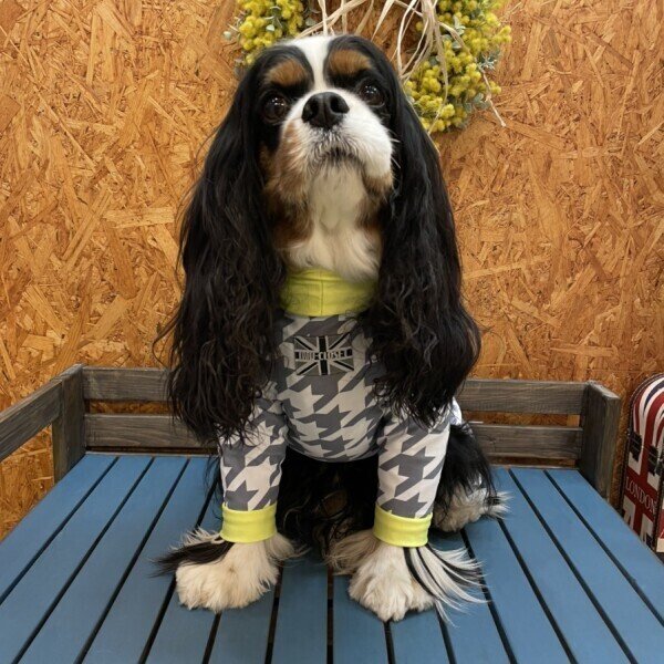 画像5:  10％OFF 【キャバスーツ LIMITED】スムースchidori：ネオンイエロー (5)