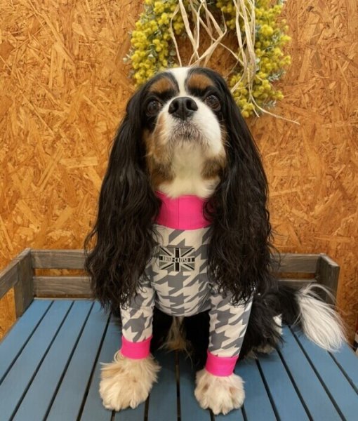 画像4:  【50％OFF】 【キャバスーツ LIMITED】スムースchidori：ネオンピンク (4)