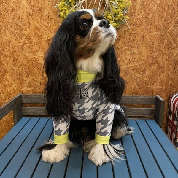 画像4:  10％OFF 【キャバスーツ LIMITED】スムースchidori：ネオンイエロー (4)