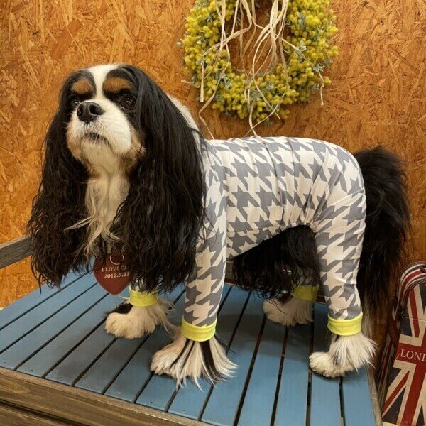 画像3:  10％OFF 【キャバスーツ LIMITED】スムースchidori：ネオンイエロー (3)