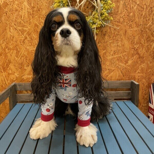 画像8: 【キャバスーツ LIMITED】エレガント (8)