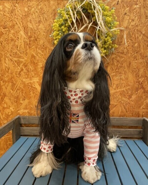 画像6:  10％OFF 【キャバスーツ LIMITED】いちごボーダー (6)