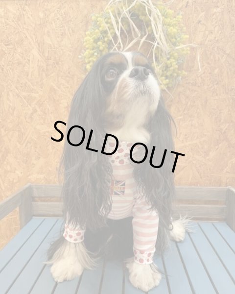 画像6:  10％OFF 【キャバスーツ LIMITED】いちごボーダー (6)