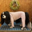 画像7:  人気★再販 【キャバスーツ LIMITED】いちごボーダー (7)