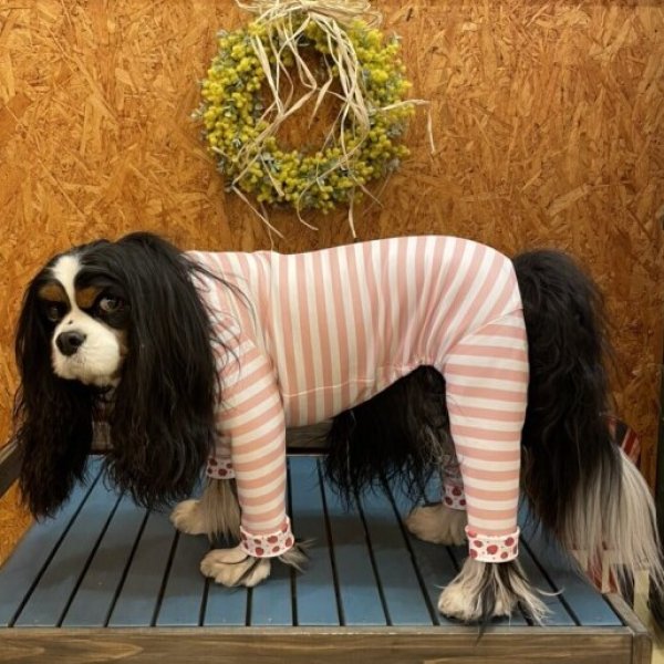 画像7:  10％OFF 【キャバスーツ LIMITED】いちごボーダー (7)