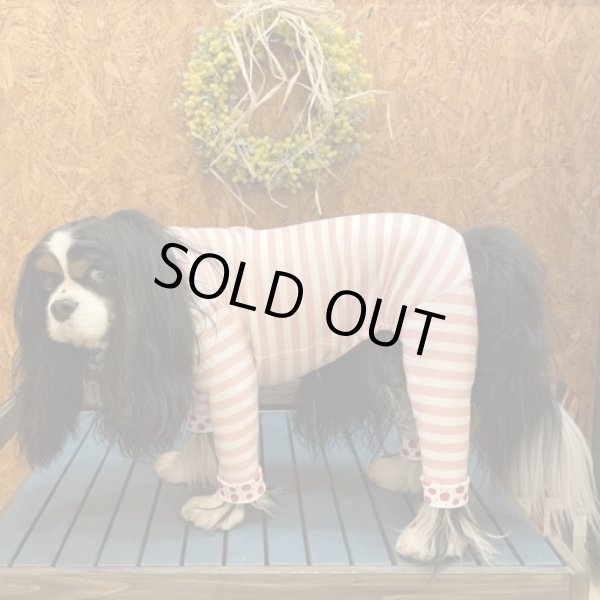 画像7:  10％OFF 【キャバスーツ LIMITED】いちごボーダー (7)