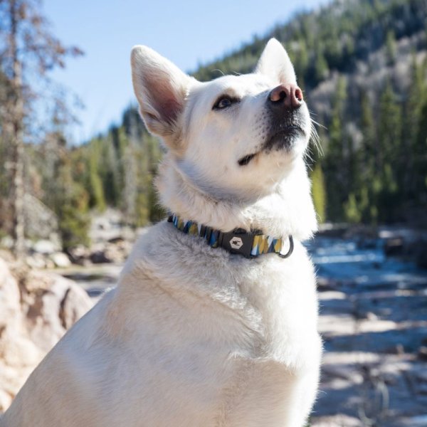 画像7: 【首輪】WOLF GANG /GrandView COLLAR (7)