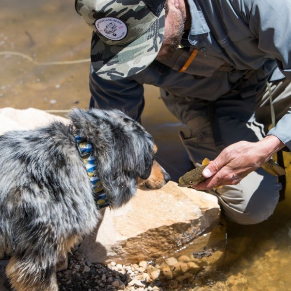 画像11: 【リード】WOLF GANG /GrandView LEASH (11)