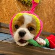 画像12: 【Solgra】薔薇 (12)