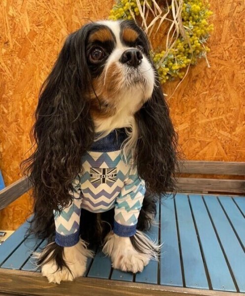 画像3:  【50%OFF】 【キャバスーツ LIMITED】indigoボーダー (3)