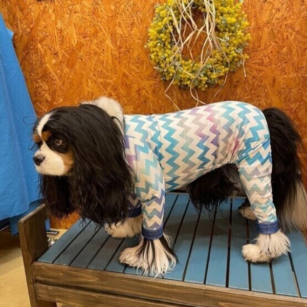 画像4:  【50%OFF】 【キャバスーツ LIMITED】indigoボーダー (4)