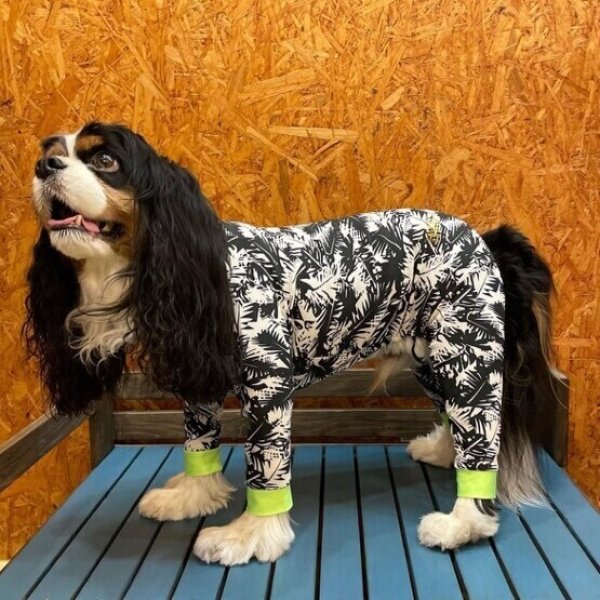 画像4:  【50％OFF】 【キャバスーツ SPANGLE】サザンブリーズ：BLACK (4)