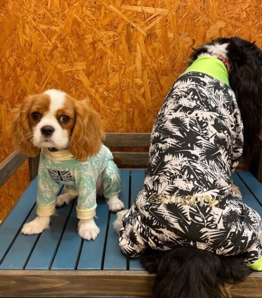 画像7:  【50％OFF】 【キャバスーツ SPANGLE】サザンブリーズ：BLACK (7)