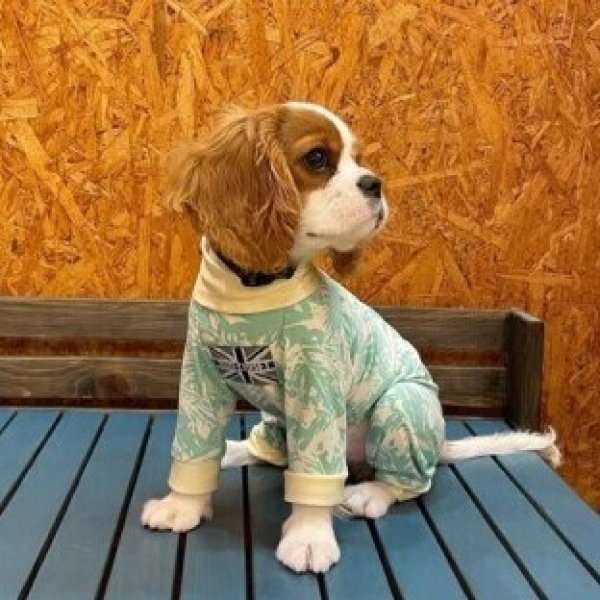 画像4:  10％OFF 【キャバスーツ SPANGLE】サザンブリーズ：MINT (4)