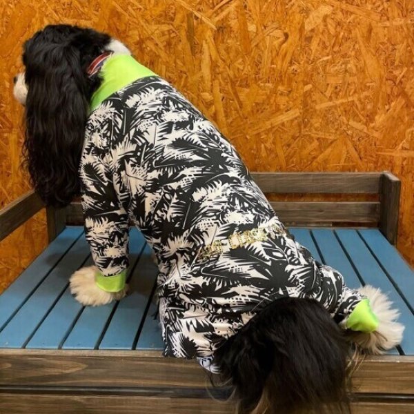 画像5:  【50％OFF】 【キャバスーツ SPANGLE】サザンブリーズ：BLACK (5)