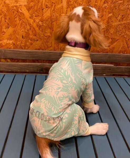 画像5:  10％OFF 【キャバスーツ SPANGLE】サザンブリーズ：MINT (5)