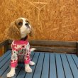 画像3: 30％〜60OFF【キャバスーツ LIMITED】ミルキーフラワー：PINK (3)
