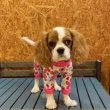 画像4: 30％〜60OFF【キャバスーツ LIMITED】ミルキーフラワー：PINK (4)