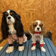画像9:  【30％OFF】 【キャバスーツ LIMITED】マーブルちよこれいと (9)