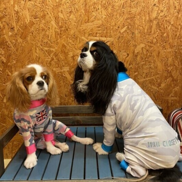 画像6:  【50％OFF】 【キャバスーツ SPANGLE】MILD CAMO：PINK (6)