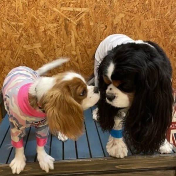 画像5:  【50％OFF】 【キャバスーツ SPANGLE】MILD CAMO：PINK (5)