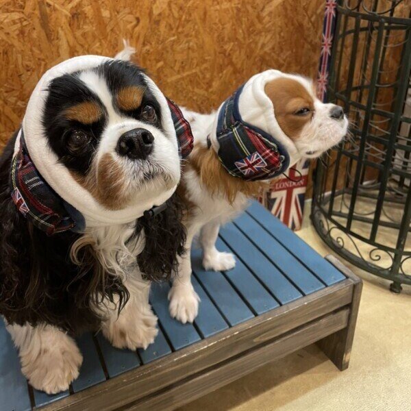 画像3: INU-CLOSETオリジナル☆イヤーウォーマー (3)