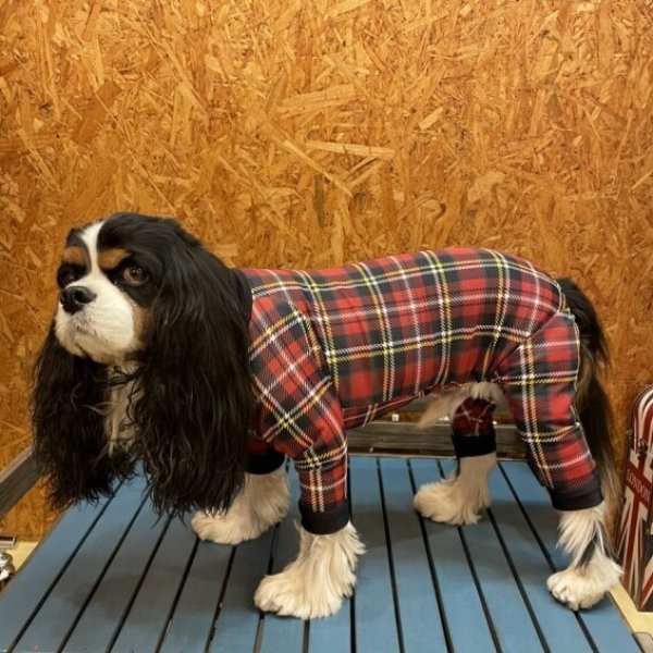 画像7: 【キャバスーツ LIMITED】TARTAN RED (7)