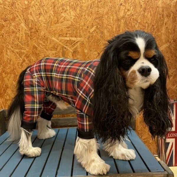 画像6: 【キャバスーツ LIMITED】TARTAN RED (6)