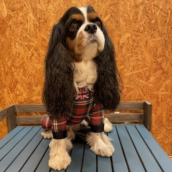 画像5: 【キャバスーツ LIMITED】TARTAN RED (5)