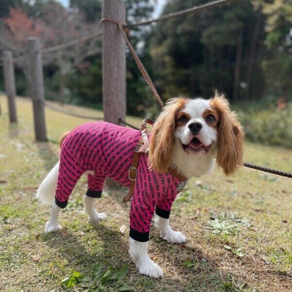 画像4: 【30%OFF】【キャバスーツ LIMITED】エンドレスロゴ (4)