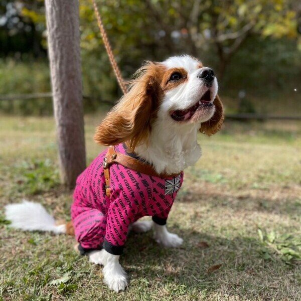 画像5: 【30%OFF】【キャバスーツ LIMITED】エンドレスロゴ (5)