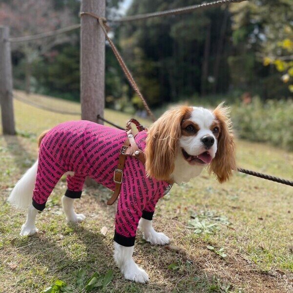 画像3: 【30%OFF】【キャバスーツ LIMITED】エンドレスロゴ (3)