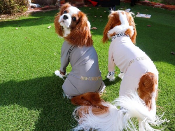 画像2: 50%OFF【キャバスーツ SPANGLE】PINK JAGUAR (2)
