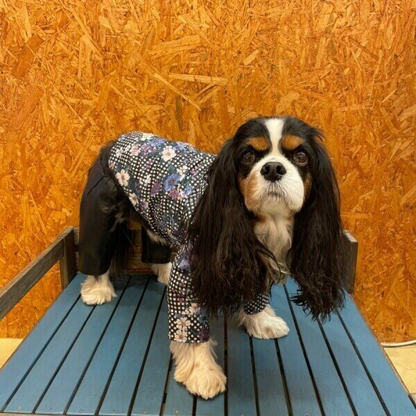 画像2:  【30%OFF】 【as know as de wan】N ギンガムフラワーSH (2)