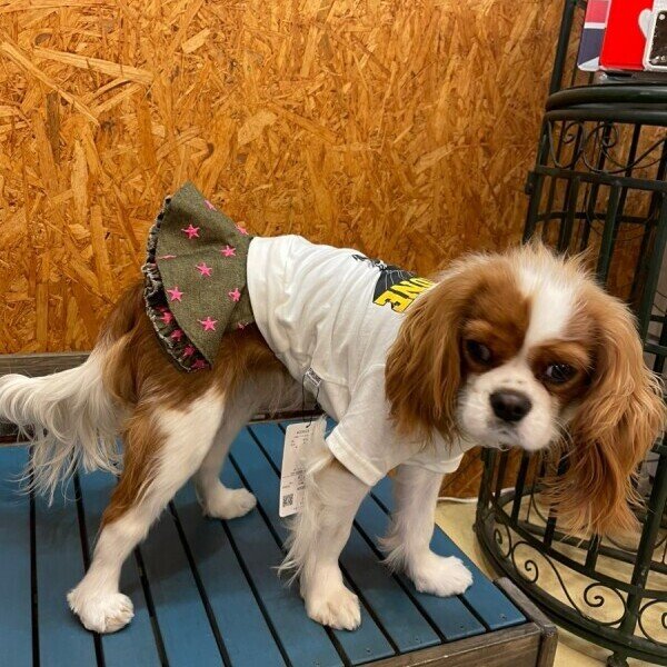 画像5:  【30%OFF】 【as know as de wan】N 星空まんてんフレアSK (5)