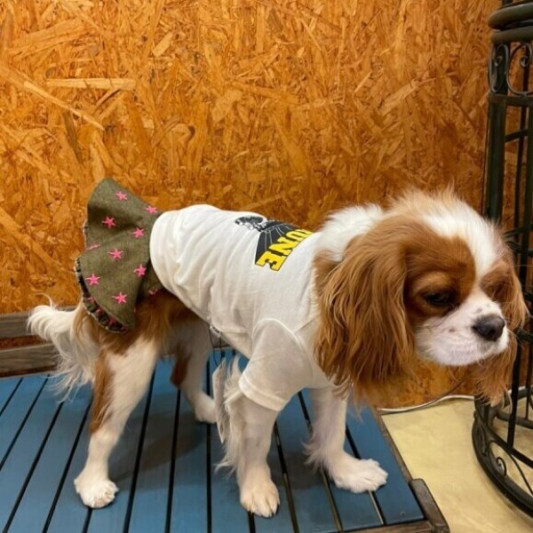 画像4:  【30%OFF】 【as know as de wan】N 星空まんてんフレアSK (4)