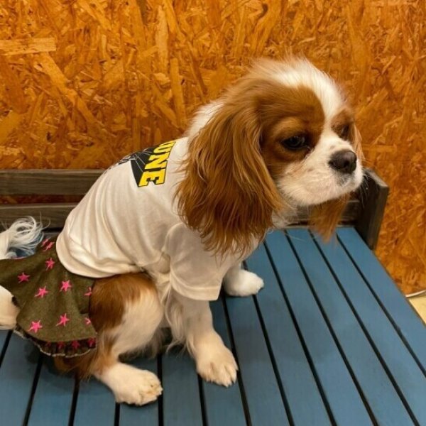 画像2:  【30%OFF】 【as know as de wan】N 星空まんてんフレアSK (2)