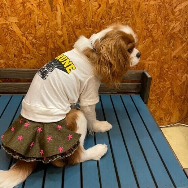 画像3:  【30%OFF】 【as know as de wan】N 星空まんてんフレアSK (3)