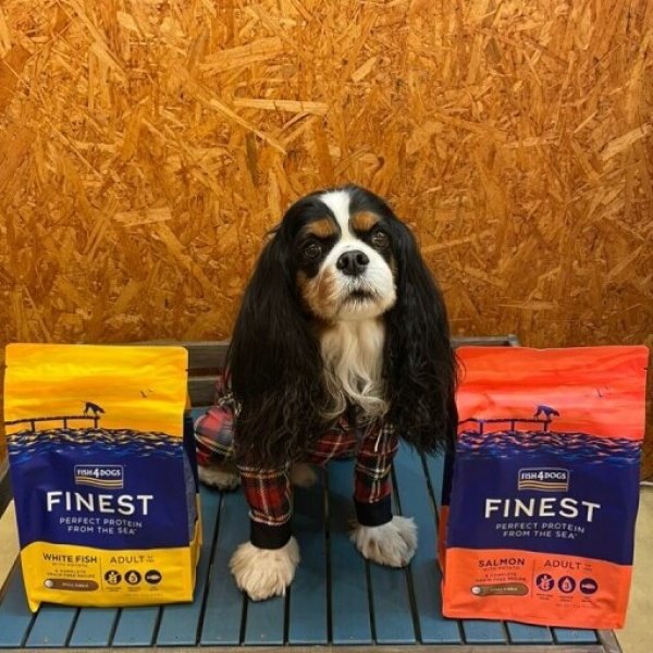 画像2:  【ZEN店長＆Jennyちゃん愛用フード】 【FISH4DOGS】FINEST（1.5kg〜3kg） (2)