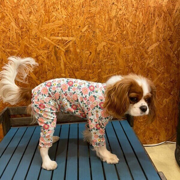 画像4:  10％OFF 【キャバスーツ 】ENGLISH GARDEN (4)