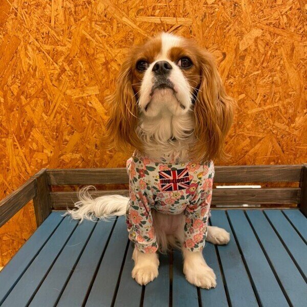 画像5:  10％OFF 【キャバスーツ 】ENGLISH GARDEN (5)