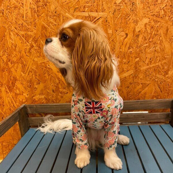 画像6:  10％OFF 【キャバスーツ 】ENGLISH GARDEN (6)