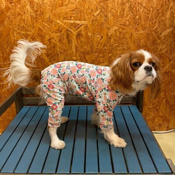 画像3:  10％OFF 【キャバスーツ 】ENGLISH GARDEN (3)