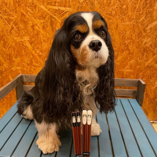 画像2: キャバリア箸 (2)