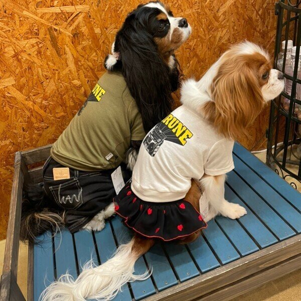 画像9:  30%OFF 【as know as de wan】N☆wan刺繍カットP (9)